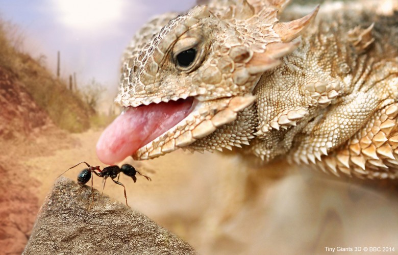 小巨人 3D Tiny Giants 3D