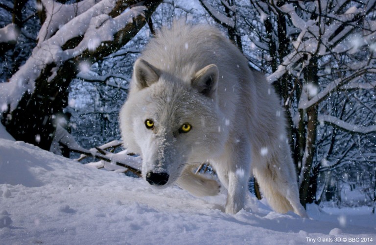 小巨人 3D Tiny Giants 3D