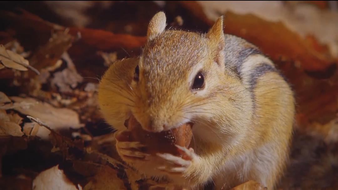 小巨人 3D Tiny Giants 3D