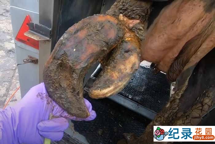 解压治愈纪录片《修剪牛蹄》第4季中字 1080高清纪录片解说素材百度云盘下载