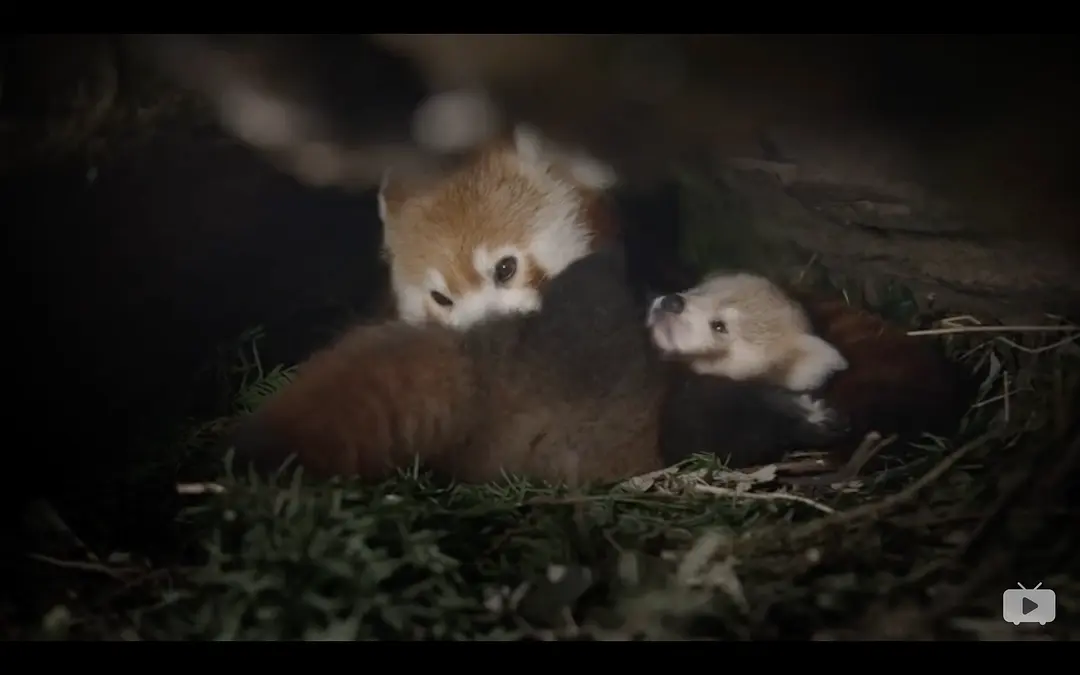 小熊猫:世界上最可爱的动物 Red Panda: World's Cutest Animal