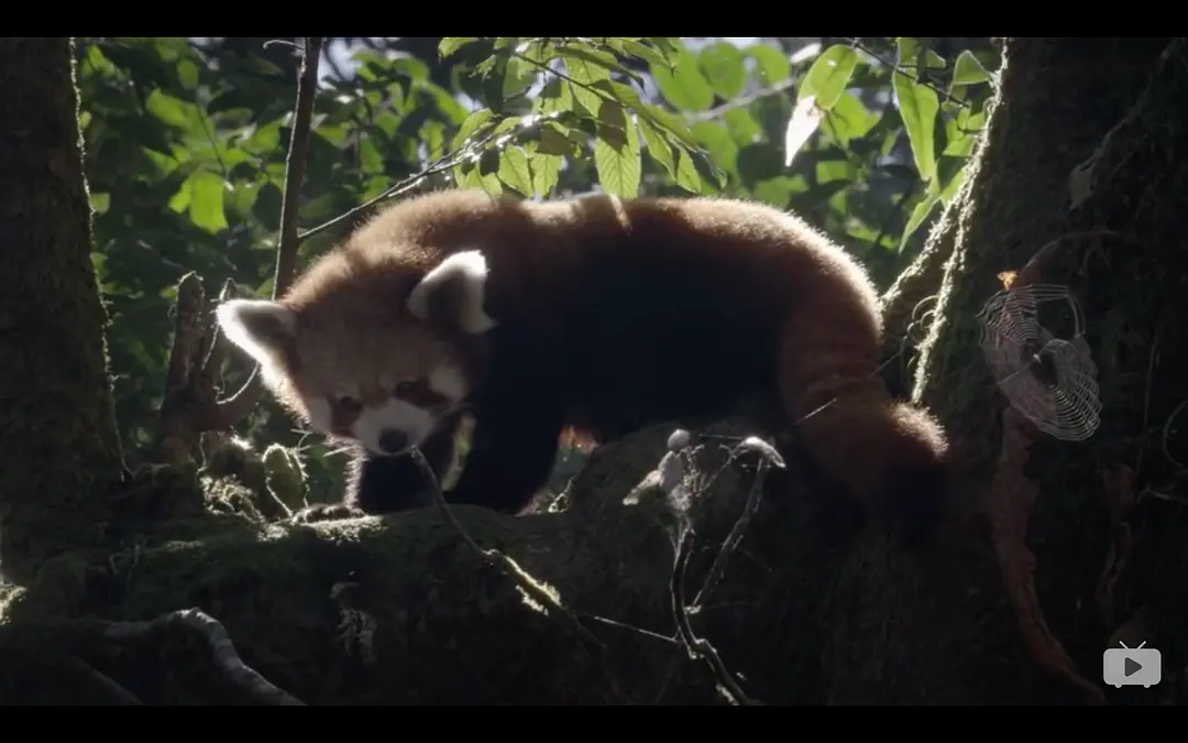 小熊猫:世界上最可爱的动物 Red Panda: World's Cutest Animal