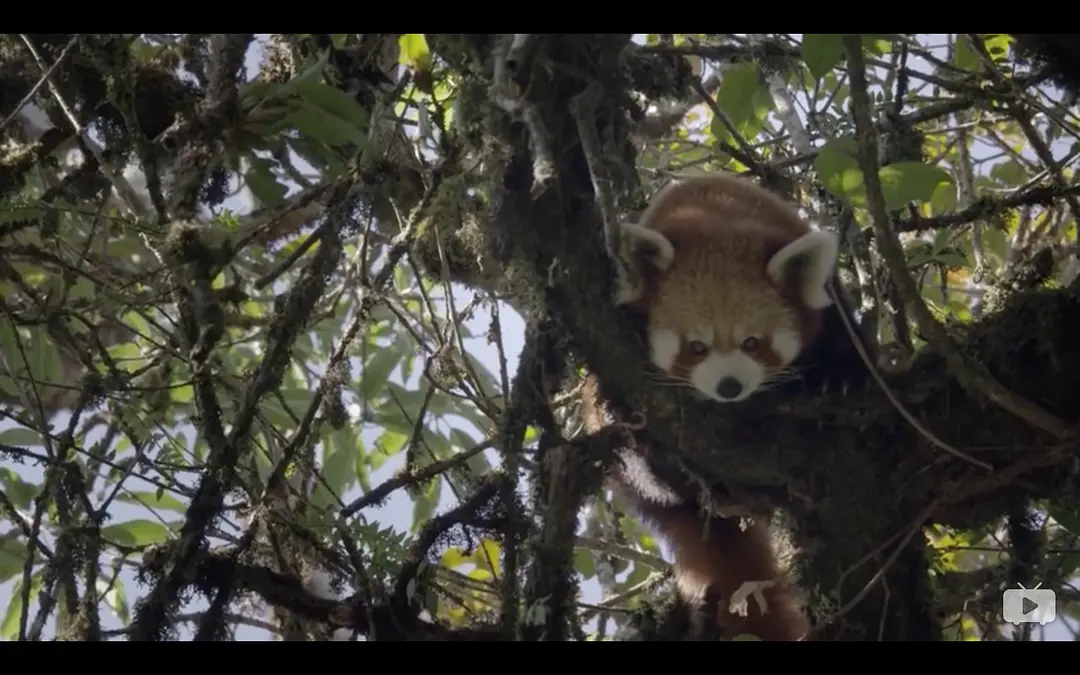 小熊猫:世界上最可爱的动物 Red Panda: World's Cutest Animal