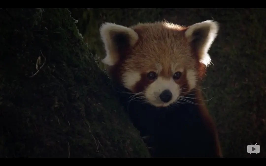 小熊猫:世界上最可爱的动物 Red Panda: World's Cutest Animal