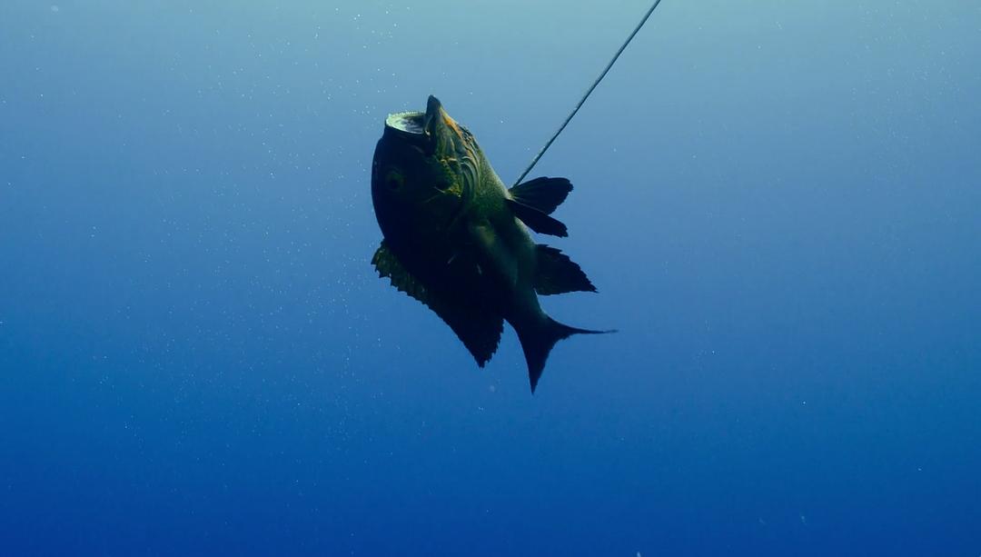 水下人生 Jago：A Life Underwater