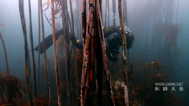 外星鲨鱼：奇怪的新世界 Alien Sharks: Strange New Worlds