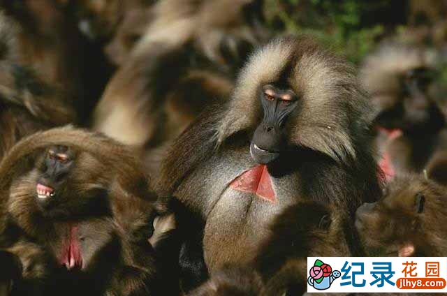 央视野生动物纪录片 《狮尾狒：山地之王 King of the Mountain Baboons》全1集中字 TS/蓝光高清纪录片资源百度云盘下载