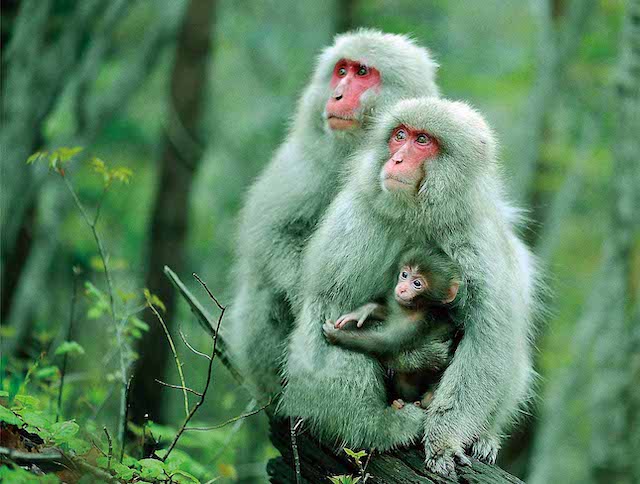 日本列岛 美丽生灵物语