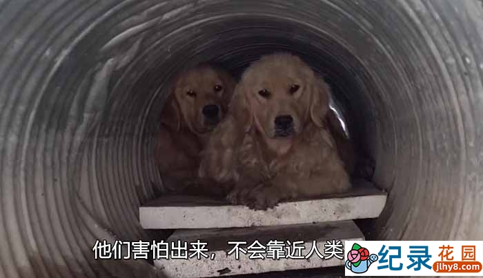 SBS韩国动物保护纪录片《拯救动物》第2季180集中字 720P/1080i高清纪录片资源百度云盘下载