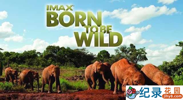 IMAX野生动物救助纪录片《回归野性 Born to Be Wild》全1集 720P/1080i高清纪录片百度云下载