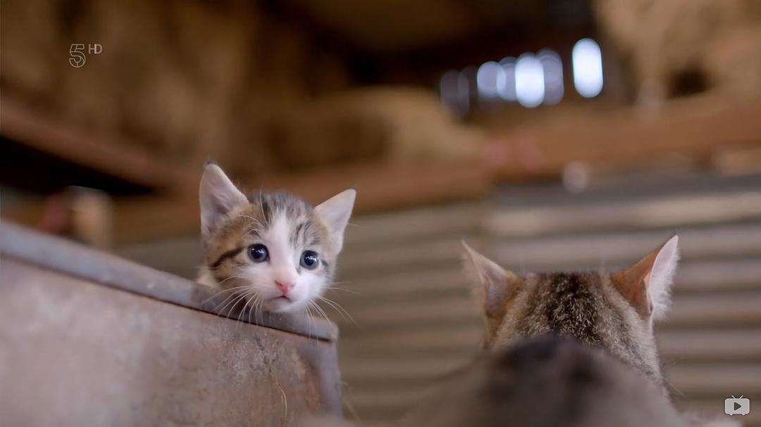 小喵的秘密 第一季 The Secret Life of Kittens Season 1