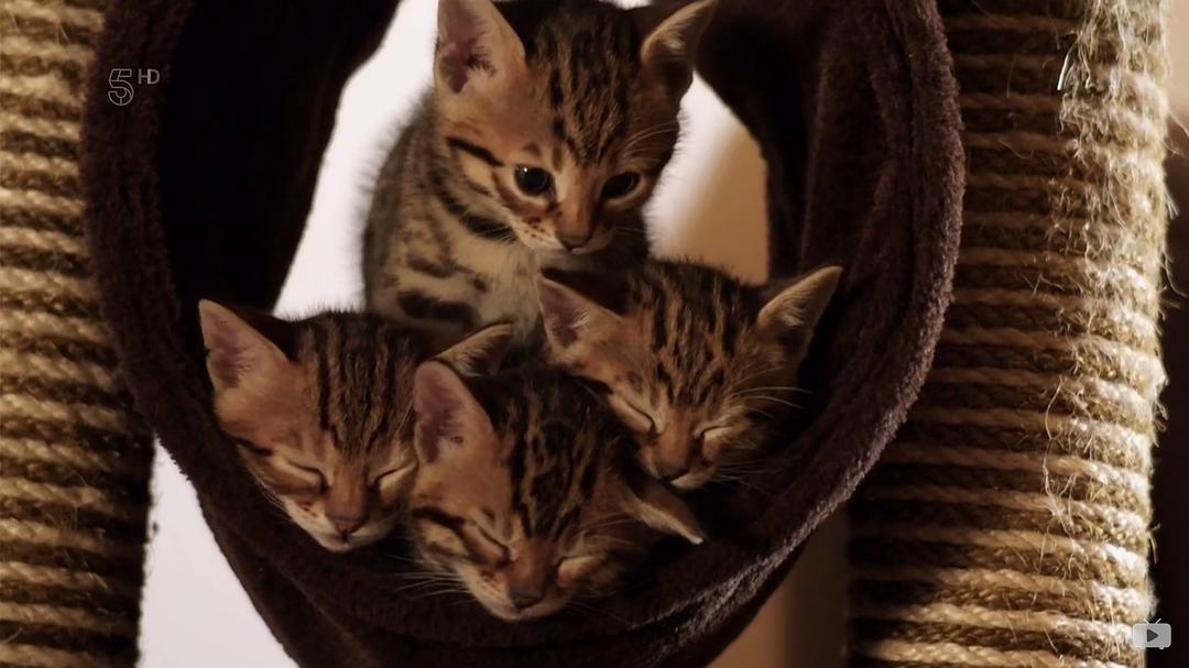 小喵的秘密 第一季 The Secret Life of Kittens Season 1