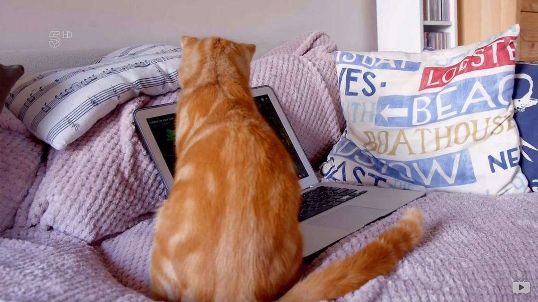 小喵的秘密 第一季 The Secret Life of Kittens Season 1