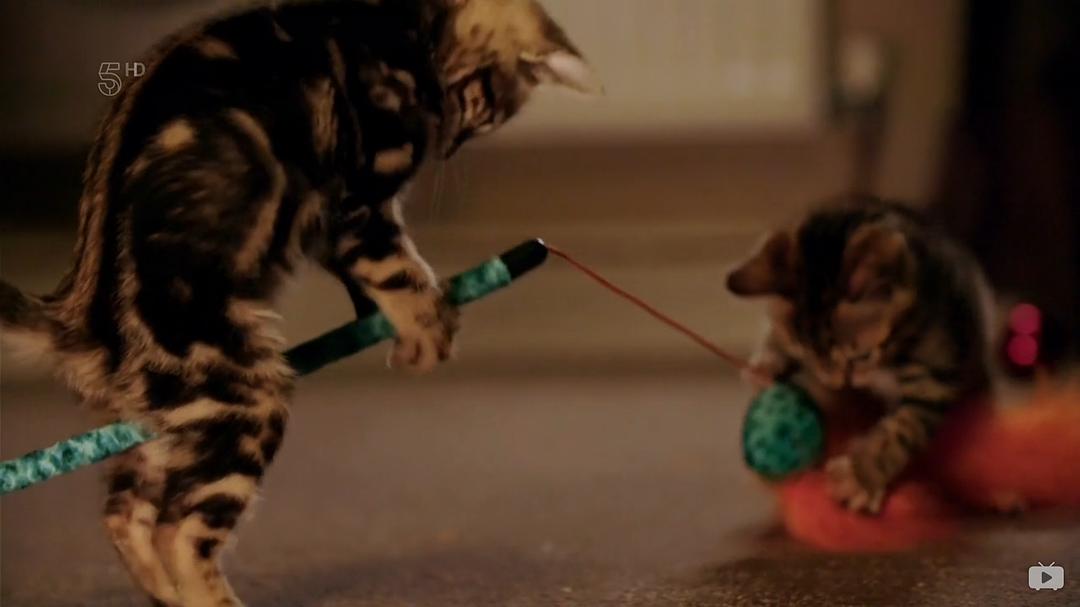 小喵的秘密 第一季 The Secret Life of Kittens Season 1