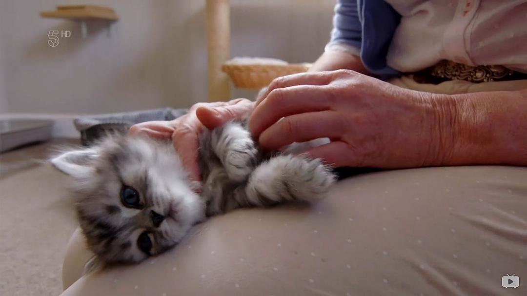 小喵的秘密 第一季 The Secret Life of Kittens Season 1