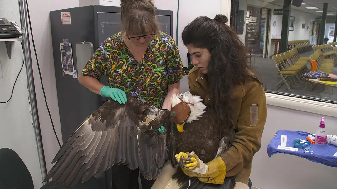 阿拉斯加野生动物救援 第一季 Alaska Animal Rescue Season 1