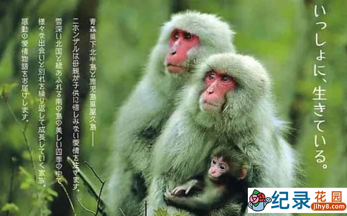 日本野生动物纪录片《日本列岛 动物物语》全1集 720P/1080i高清纪录片资源百度云盘下载