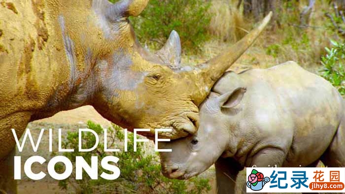 非洲野生动物纪录片《野性风标 Wild Life Icons》第2季中字 1080P纪录片资源百度云盘下载