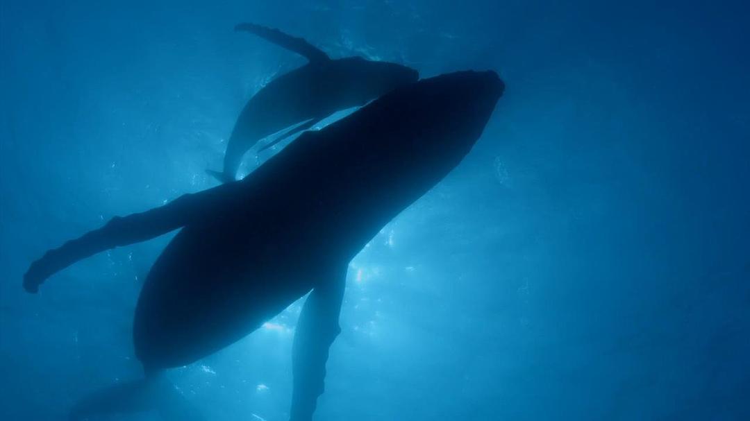 大西洋：地球最狂野的海洋 Atlantic: The Wildest Ocean on Earth