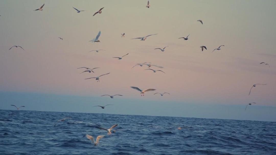 大西洋：地球最狂野的海洋 Atlantic: The Wildest Ocean on Earth