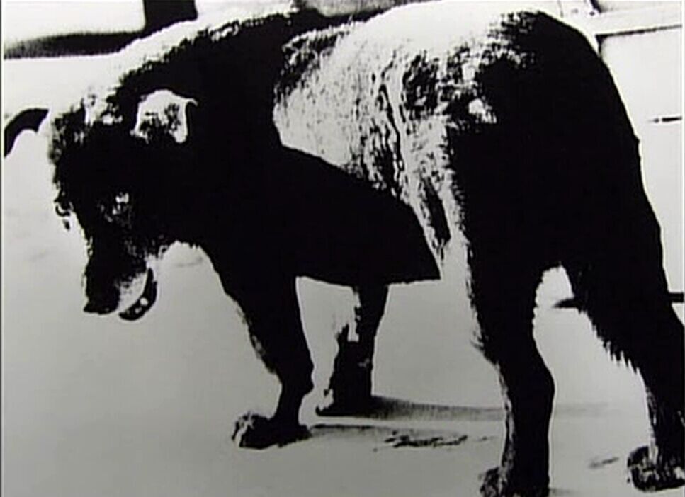 犬的记忆 森山大道・写真之旅 犬の記憶~森山大道・写真への旅~