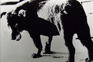 犬的记忆 森山大道・写真之旅 犬の記憶~森山大道・写真への旅~