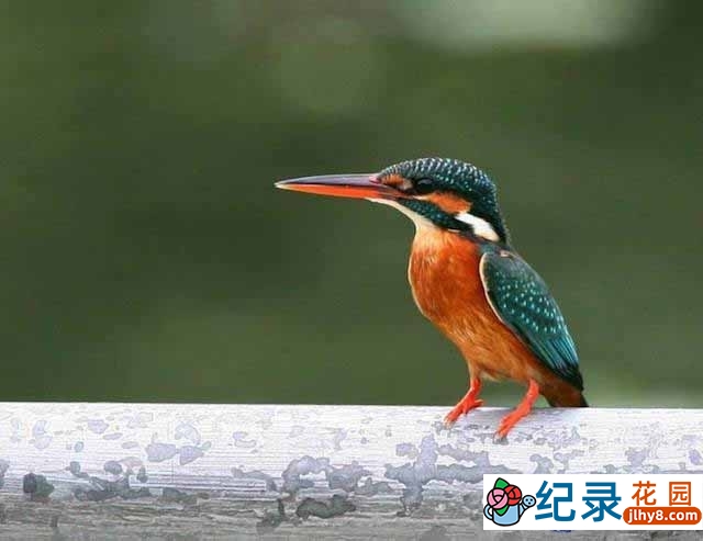 BBC生命探索纪录片《翠鸟河日记 Halcyon River Diaries》全4集 标清纪录片百度云下载