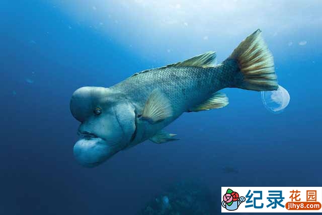 迪士尼保护自然生物纪录片《海洋 Oceans 2009》全1集 720P/1080i高清纪录片百度云下载