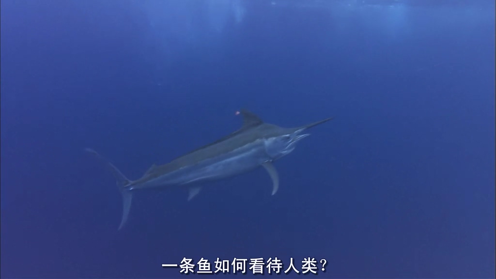 自然：超级鱼类 The Natural World Superfish