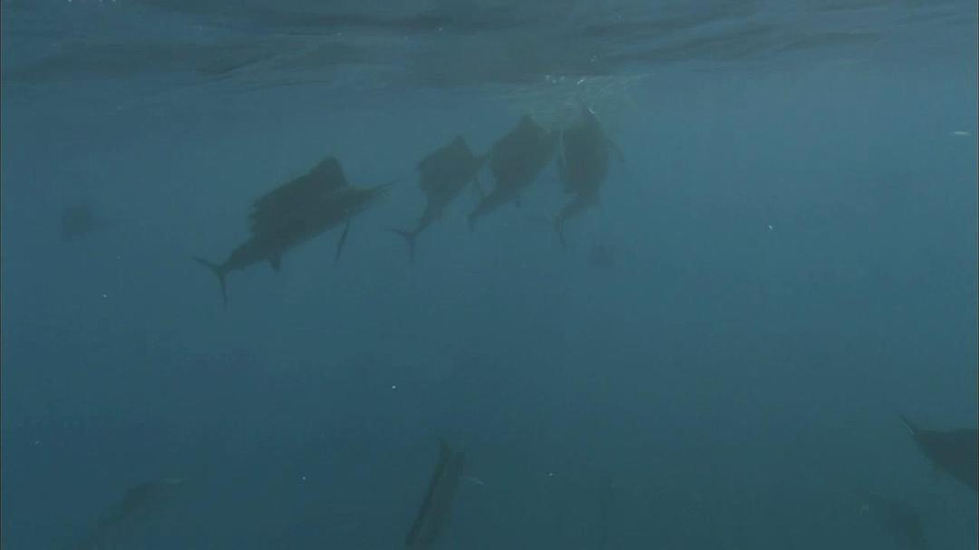 自然：超级鱼类 The Natural World Superfish