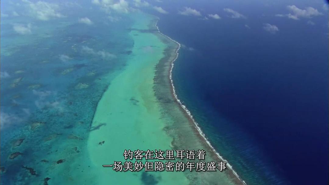 自然：超级鱼类 The Natural World Superfish