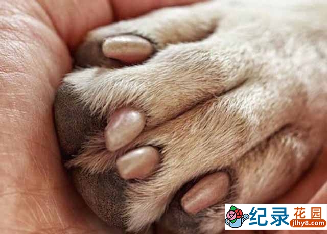 Netflix宠物纪录片《驯犬师 Canine Intervention》全6集中字 720P/1080i高清纪录片资源百度云盘下载