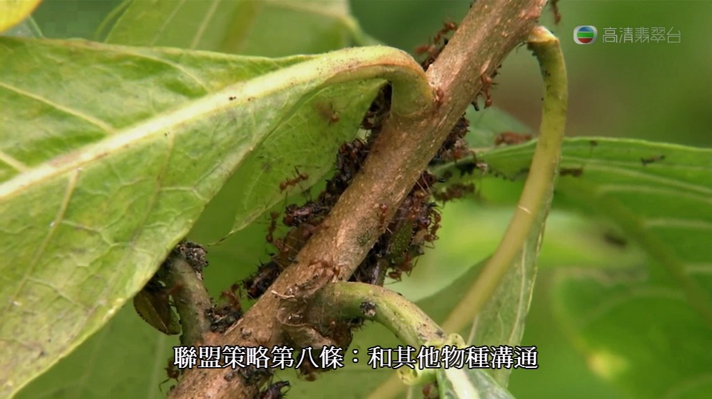 亚马逊异形 Aliens of the Amazon