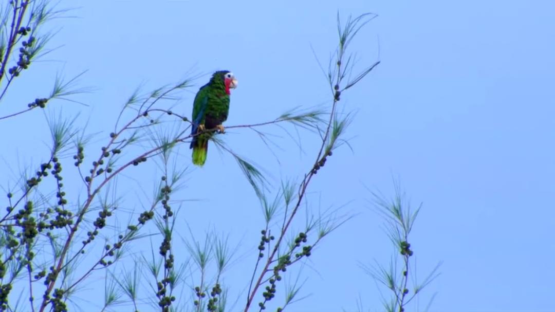 古巴：意外的伊甸园 Nature Cuba: The Accidental Eden
