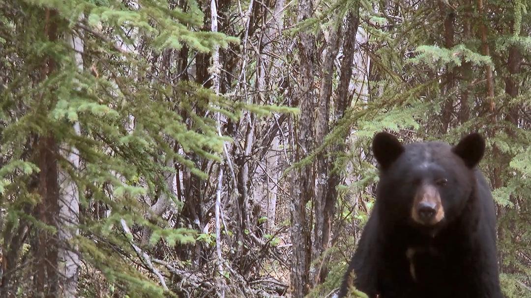远离尘嚣——摆脱时间束缚的苏珊一家 All the Time In The World