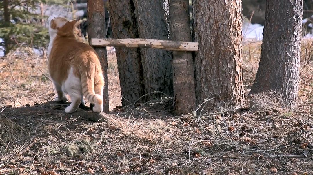 远离尘嚣——摆脱时间束缚的苏珊一家 All the Time In The World