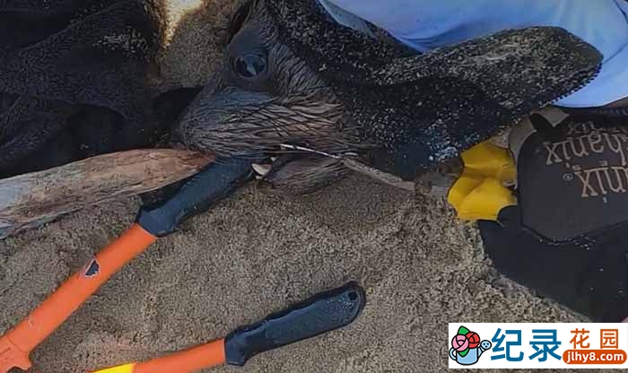 动物保护纪录片《拯救海豹 拔掉巨大的钢钩》全1集中字 720P/1080i高清纪录片资源百度云盘下载