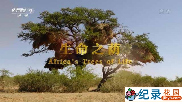 央视非洲金合欢纪录片《生命之荫 Africa’s Tress of Life》全2集 TS/蓝光高清纪录片资源百度云盘下载