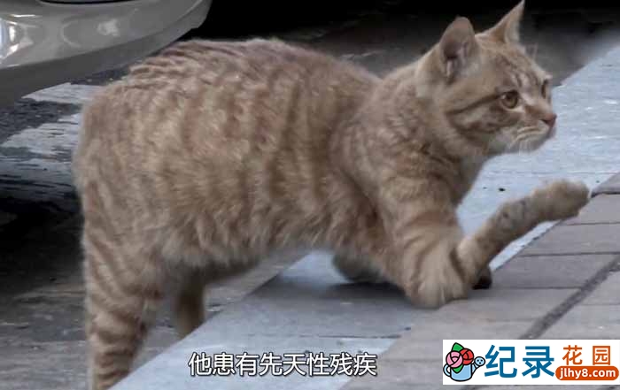 SBS韩国动物保护纪录片《拯救动物》第3季180集中字 720P/1080i高清纪录片资源百度云盘下载