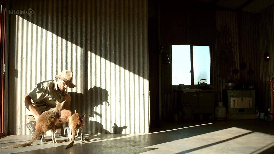 自然世界：袋鼠邓迪 The Natural World: Kangaroo Dundee