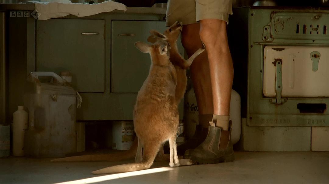 自然世界：袋鼠邓迪 The Natural World: Kangaroo Dundee