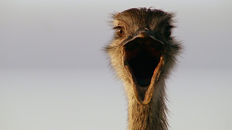 大鸟 Natural World: Attenborough’s Big Birds