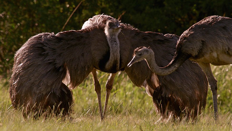 大鸟 Natural World: Attenborough’s Big Birds
