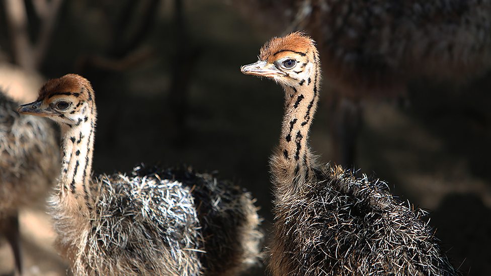 大鸟 Natural World: Attenborough’s Big Birds