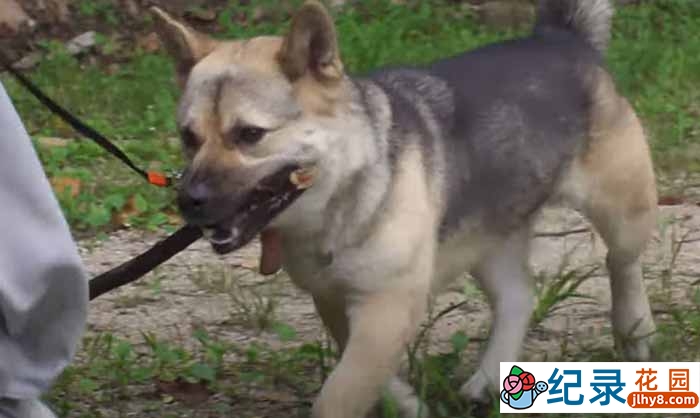 趣味动物行为纪录片《TV动物农场 短视频版》第23季中字 1080P高清自媒体解说素材百度云盘下载