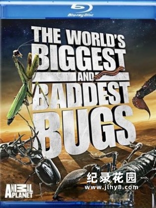 探索频道生物纪录片《虫霸天下 World’s Biggest and Baddest Bugs》全1集 1080i/720P高清纪录片资源百度云盘下载