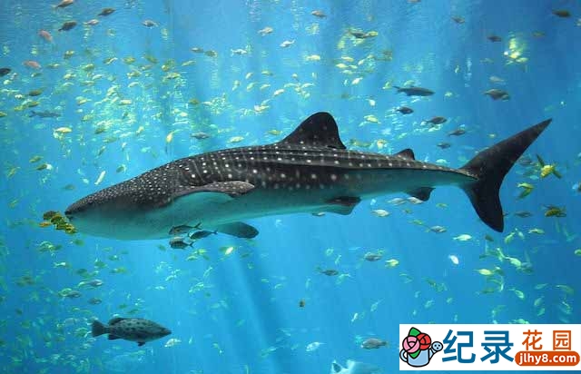 台湾公视生态纪录片《海誓鲸盟》全2集 720P/1080i高清纪录片资源百度云盘下载