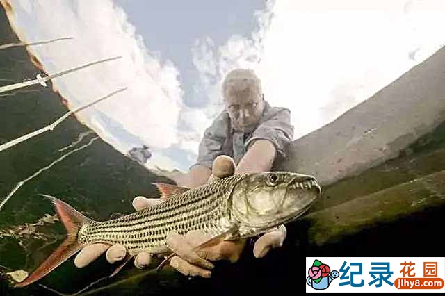 动物星球捕鱼纪录片《河中巨怪 River Monsters》第7季中字 1080P高清自媒体解说素材百度云盘下载