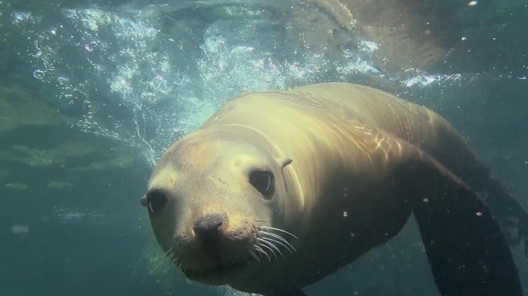 神奇的海洋 Amazing Ocean 3D