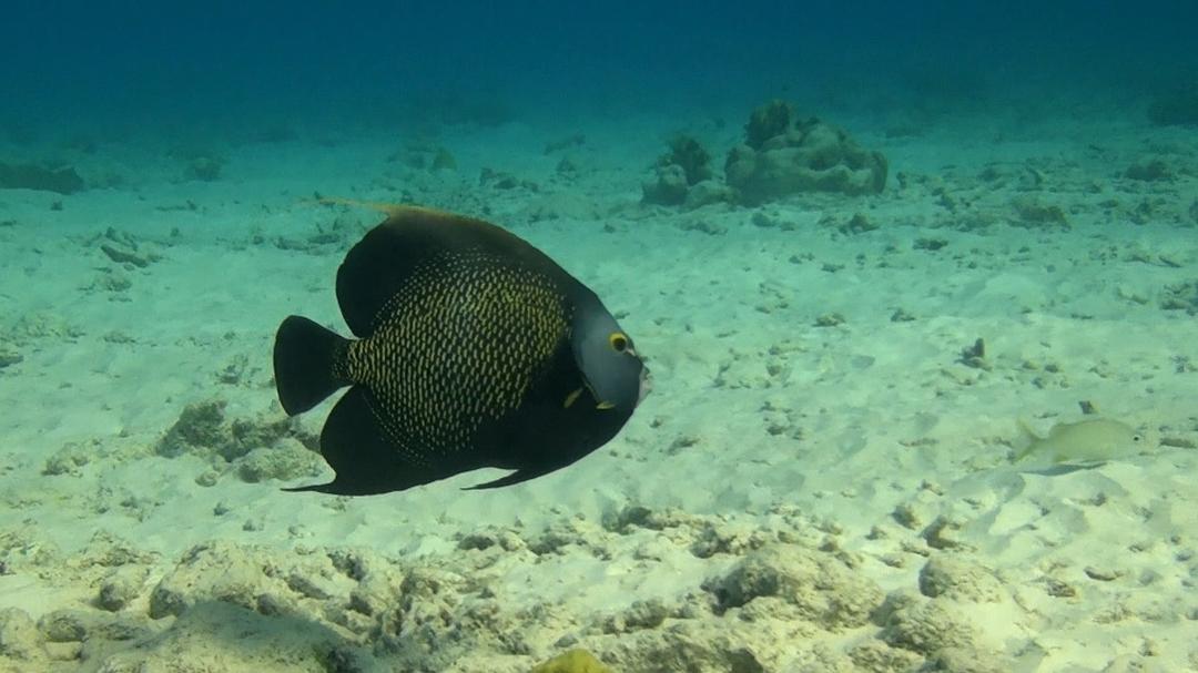 神奇的海洋 Amazing Ocean 3D